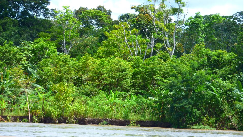 The Amazon River flows through this incredible rainforest landscape in Peru