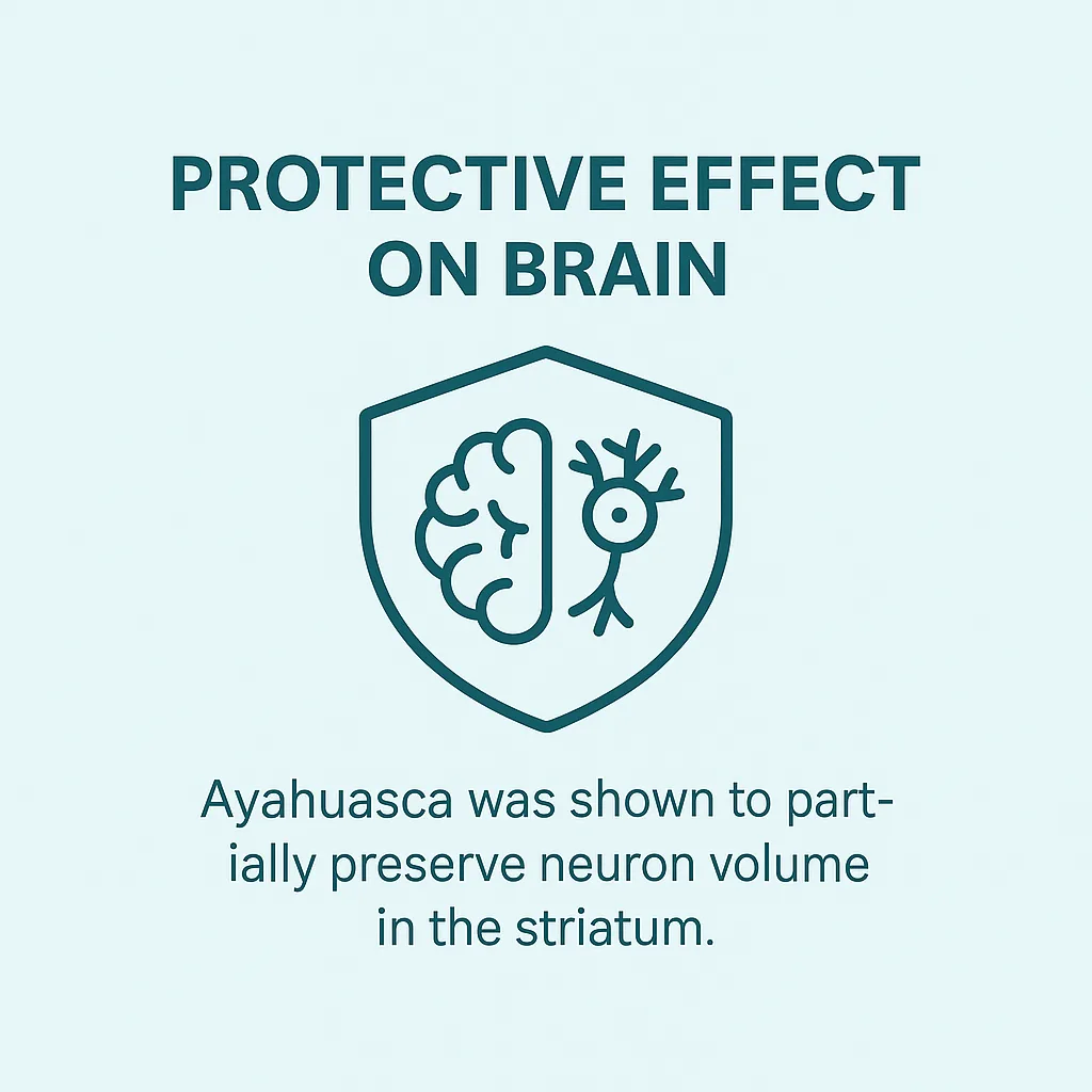 Protective effect of ayahuasca on brain neuron volume, minimalist infographic with shield, brain, and neuron