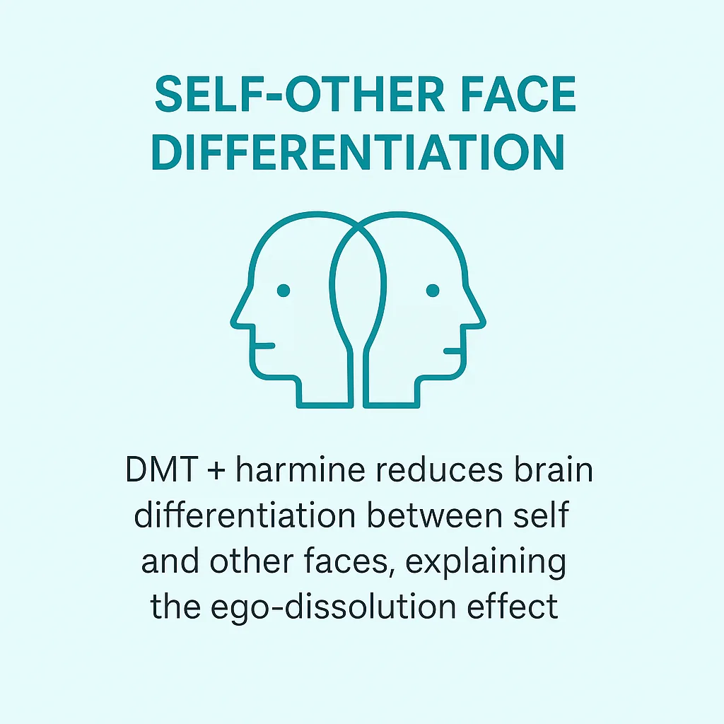 Effect of DMT and harmine on self-other face differentiation, minimalist infographic with two overlapping outline faces