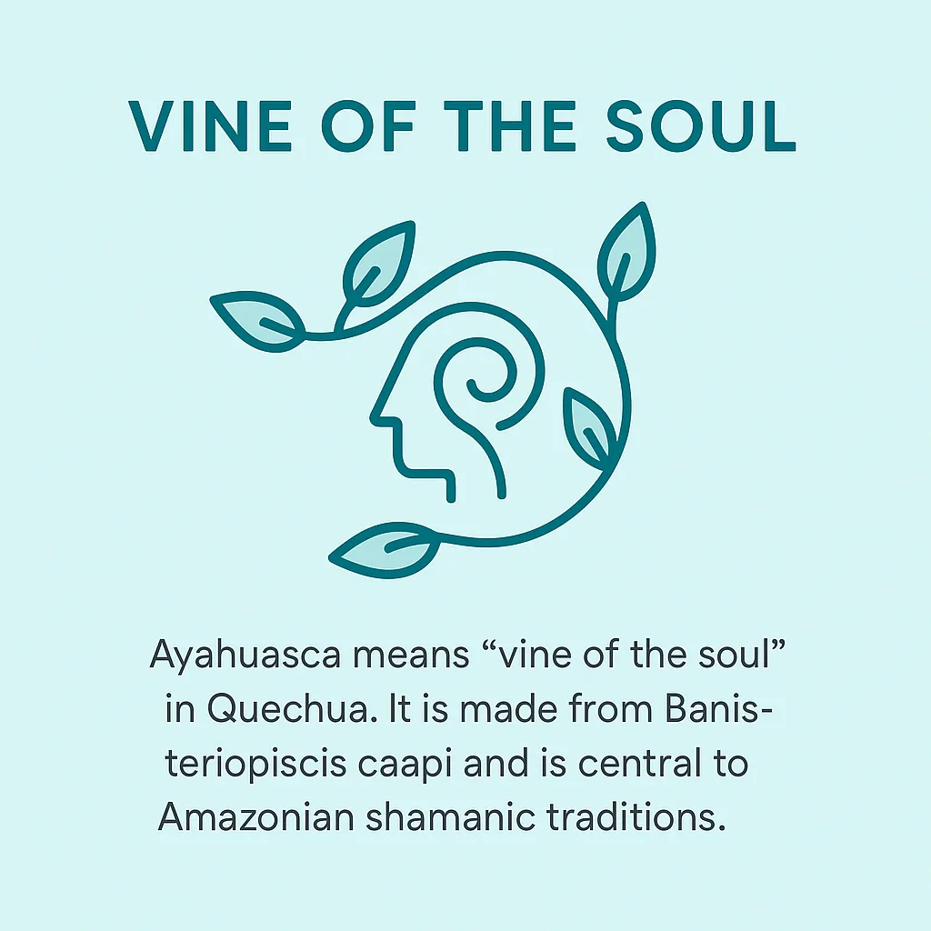 Ayahuasca as the vine of the soul, infographic with stylized vine and human profile