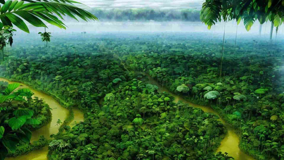 вид сверху на Амазонские джунгли