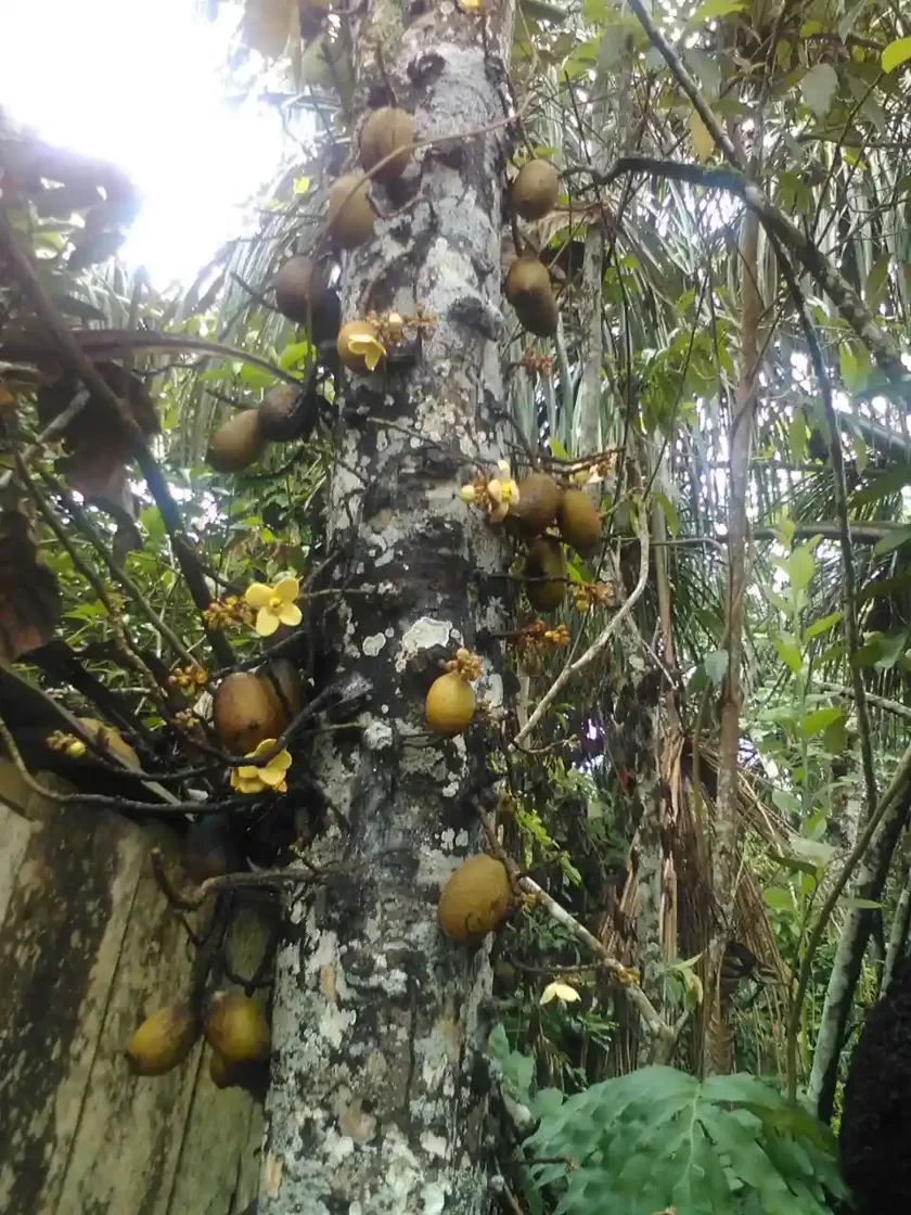 amazon-cauliflorous-tree-fruit-trunk-iquitos-peru.webp