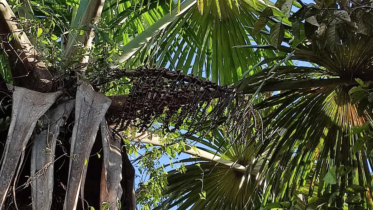 Mature palm tree with fruit clusters on sustainable jungle land in Peru This fertile Amazon land offers not only clean water and off grid infrastructure, but also natural food sources like palm fruit — ideal for conscious agroforestry, permaculture, or eco retreat development.