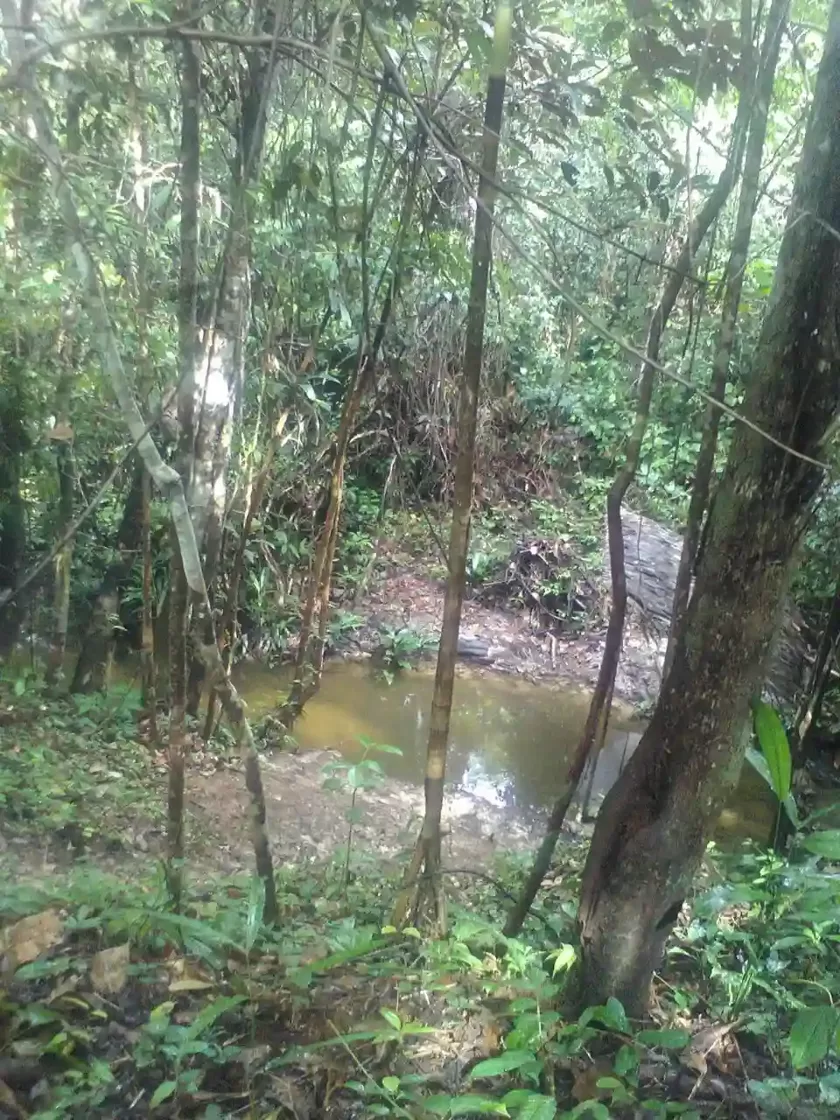 Shallow jungle stream forming a muddy pool in dense Amazon rainforest near Iquitos Peru