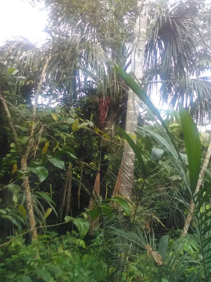 Amazon palm tree with hanging clusters of red fruits in dense rainforest