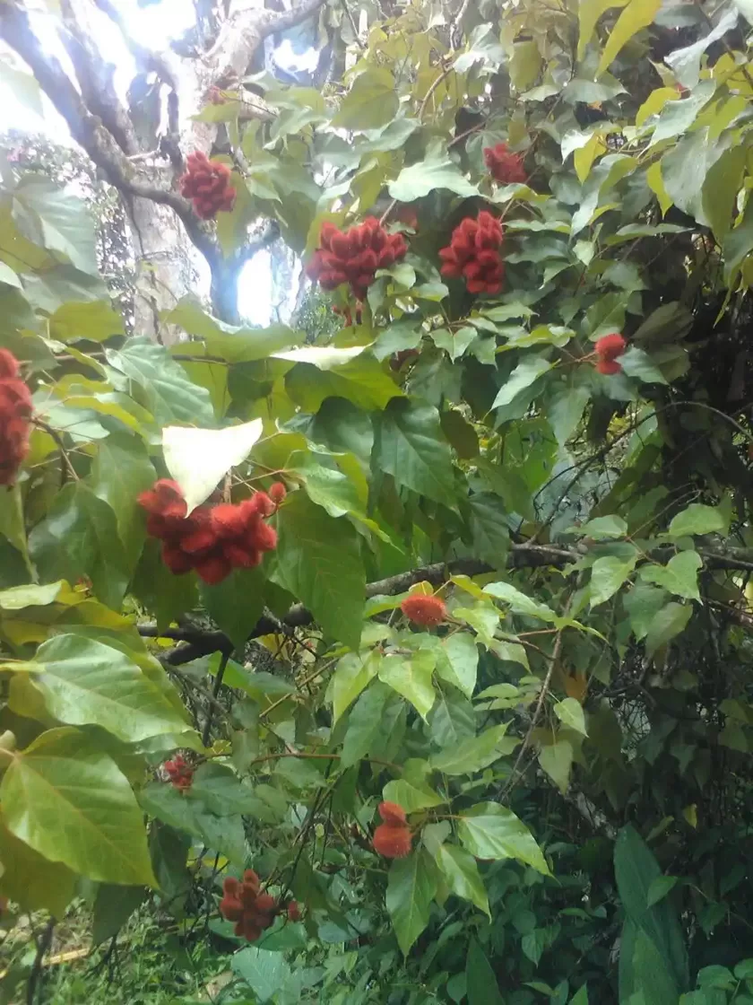 Amazon rainforest tree with clusters of red spiky seed pods near Iquitos Peru