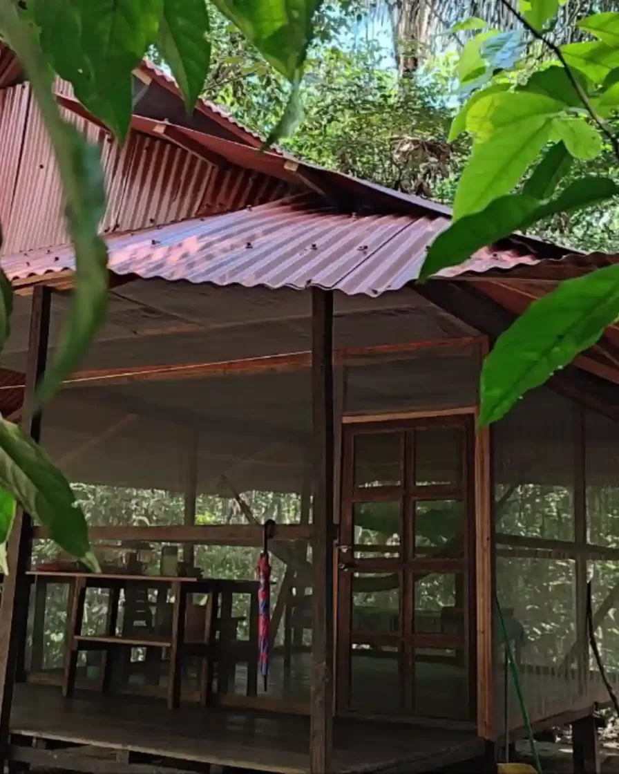 Wooden retreat cabin framed by large tropical leaves at the solo retreat centre in the Peruvian jungle, Loreto — private accommodation surrounded by Amazon forest