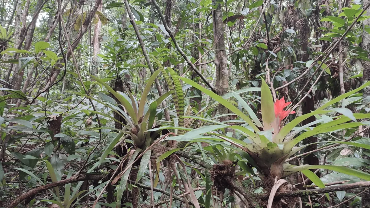 Wild bromeliads blooming in the Peruvian Amazon on jungle retreat land This 140-acre property offers not only natural infrastructure and water but also rich biodiversity including native bromeliads — ideal for nature-based retreats and regenerative living.
