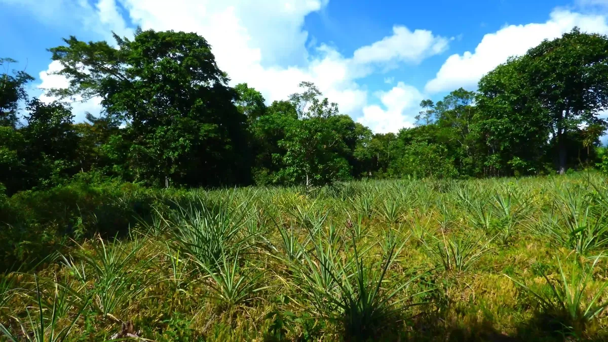 Ananasfeld auf sonniger Lichtung vor dichtem Regenwald in Peru