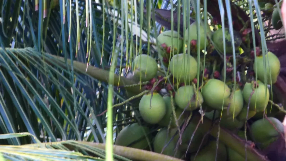 Bündel grüner Kokosnüsse zwischen Palmwedeln im tropischen Dschungel Perus