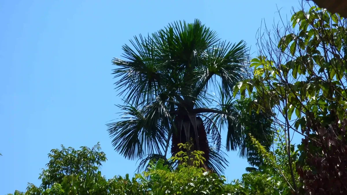 Hohe Palme mit Fruchttrauben über Waldrand unter klarem Himmel in Peru