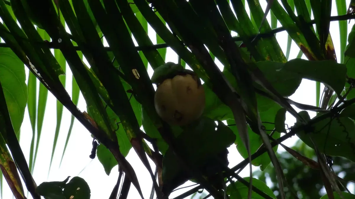 Biologische Vielfalt Frucht einer Kletterpflanze zwischen nassen Blättern im Dschungel Perus 
