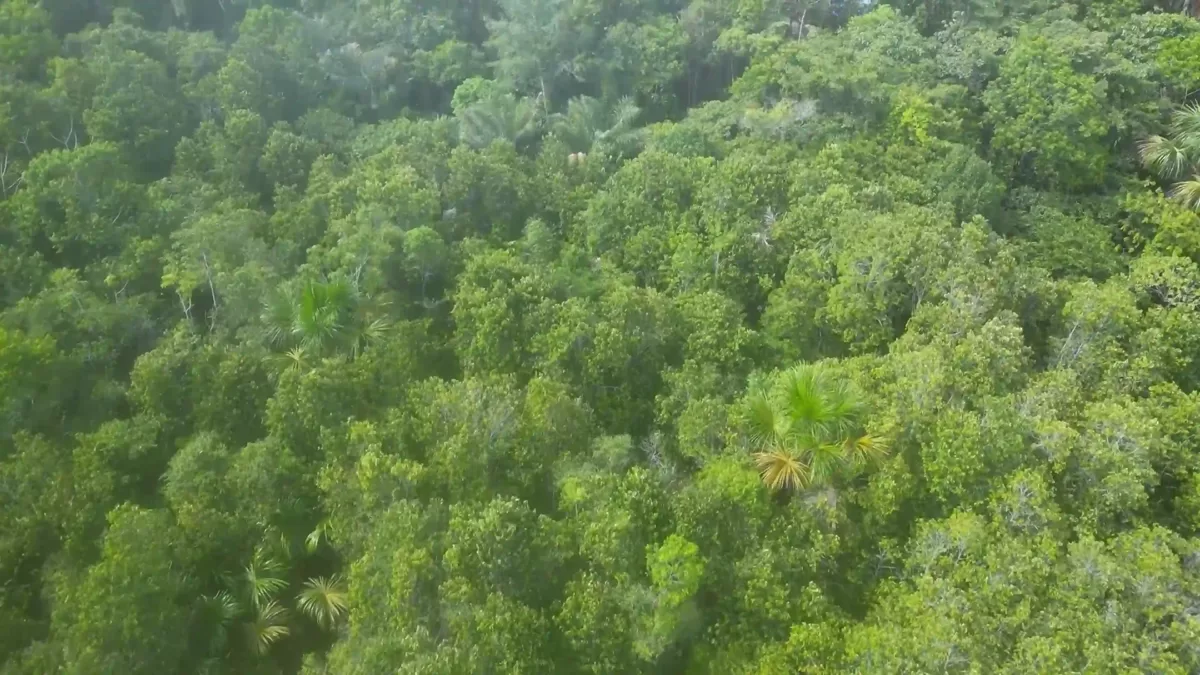 Aerial view of dense rainforest canopy with scattered palms in Peru