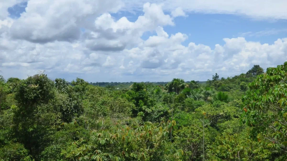 Wide view of rainforest canopy with scattered palms and clouded sky in Peru