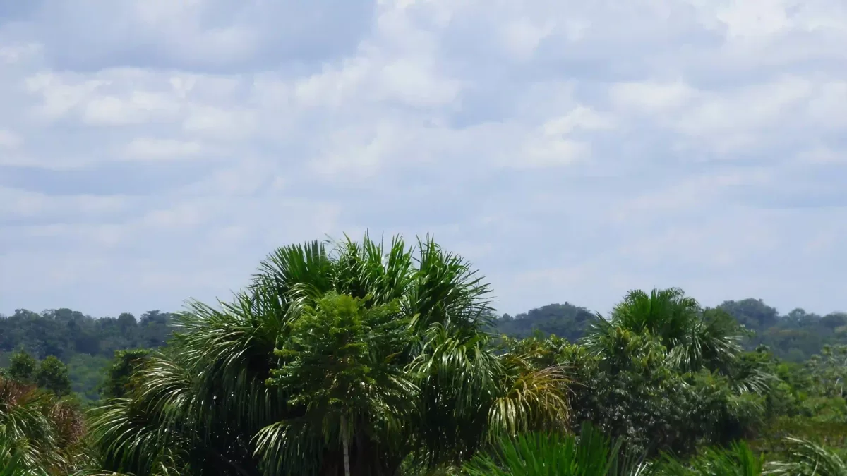 Close view of rainforest palm crowns with distant tree line under cloudy sky in Peru