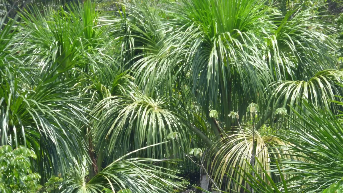 Close-up view of tropical palm trees in the Peruvian Amazon rainforest, showcasing native plant biodiversity and lush green foliage