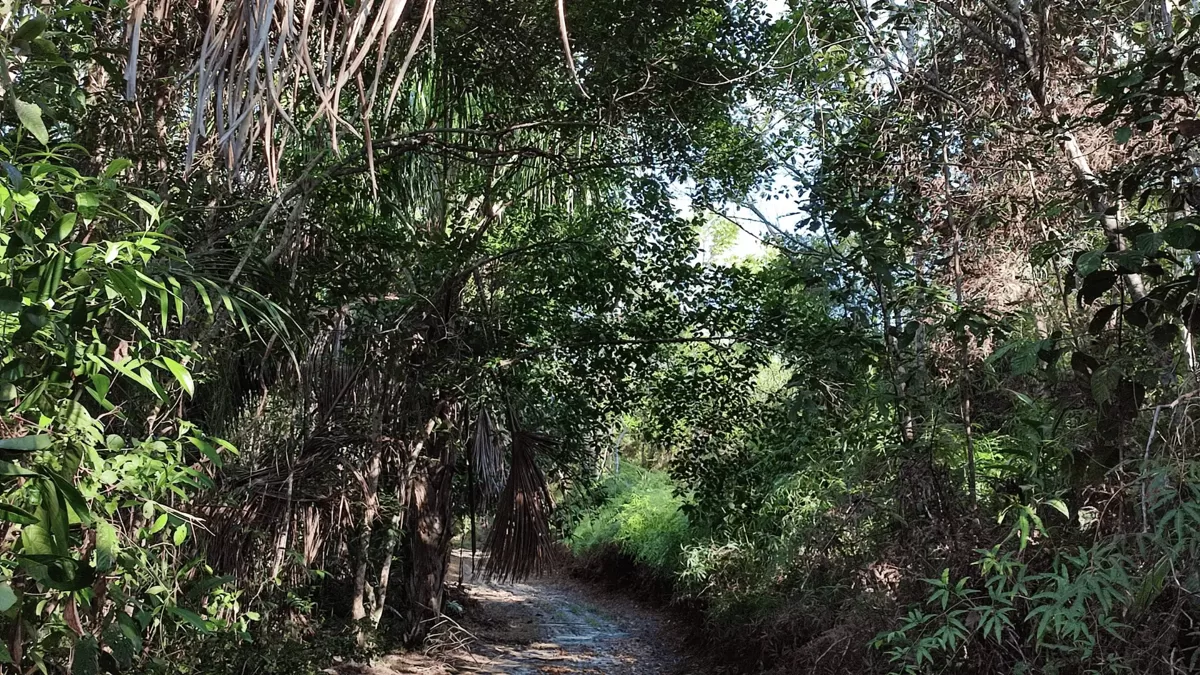 Zugangsweg zum Dschungelgrundstück in Peru mit dichter Vegetation Natürlicher Waldweg innerhalb des 57 Hektar großen Grundstücks bietet Zugang zu verschiedenen Zonen und eignet sich ideal für Projekte wie Retreatzentrum, Selbstversorgung oder Permakultur.