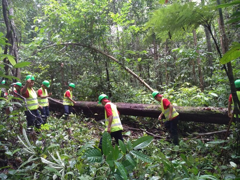 Workers of the company in the jungle on timber harvesting.