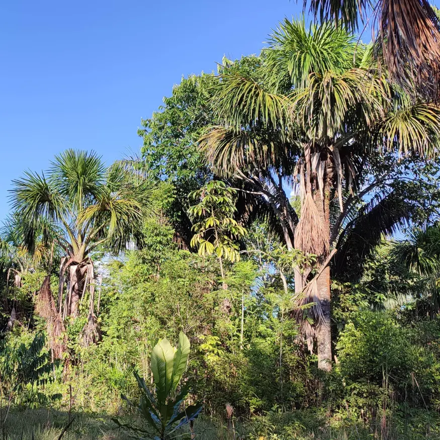 Lush vegetation and native palm trees in a protected nature reserve in the Peruvian Amazon, showcasing the region's rich biodiversity and ecological importance.